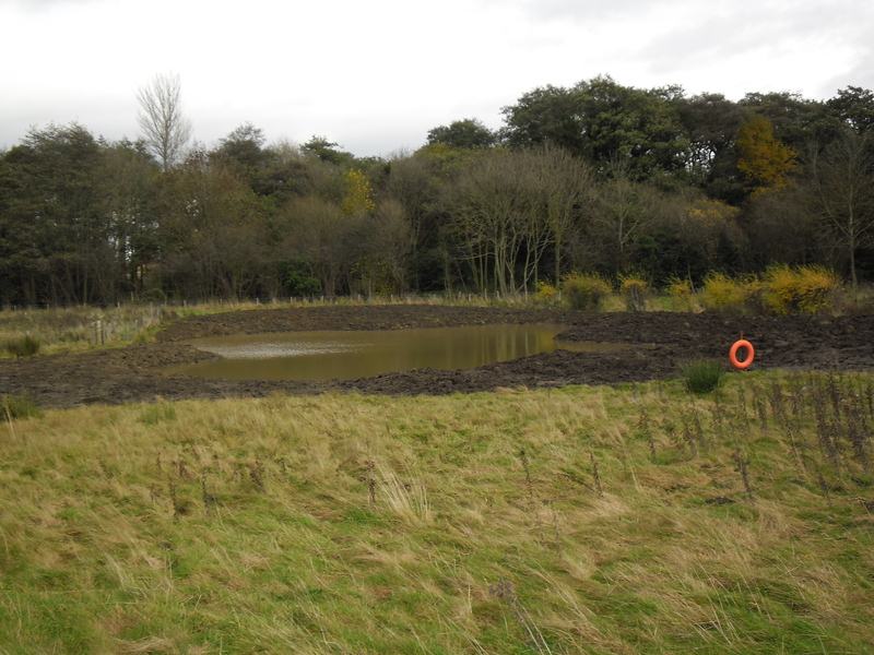 Potto Pond - After Reshaping